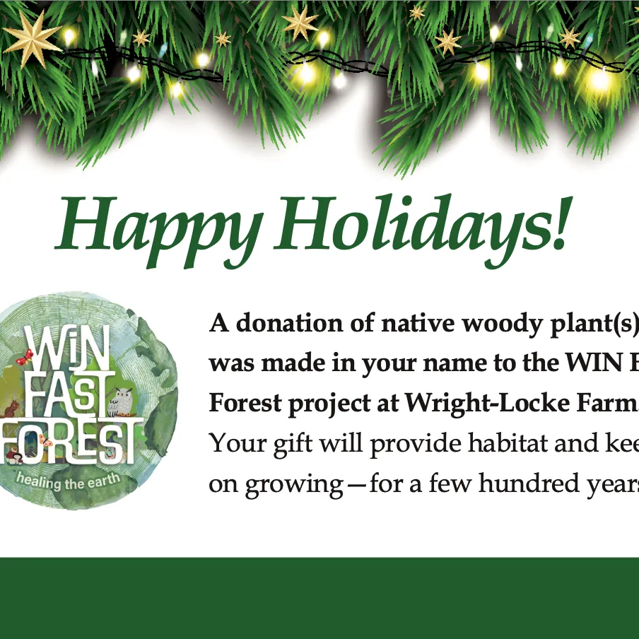 Fast Forest trees make a good gift