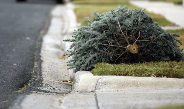 Winchester Scouts ready to pick up post-holiday trees