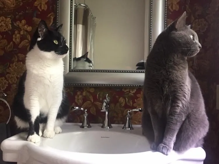 Pets of the week