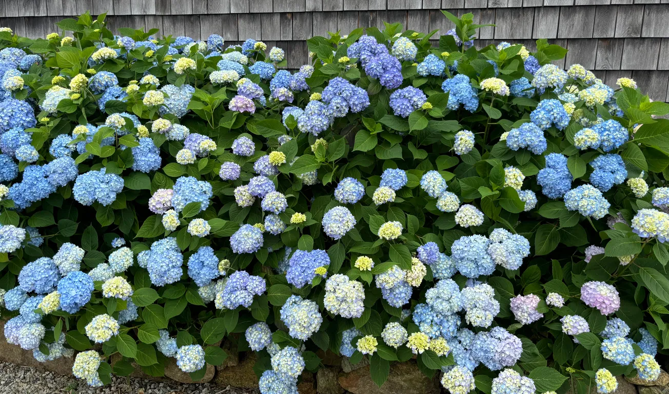 IN THE GARDEN: Getting it done right in the garden