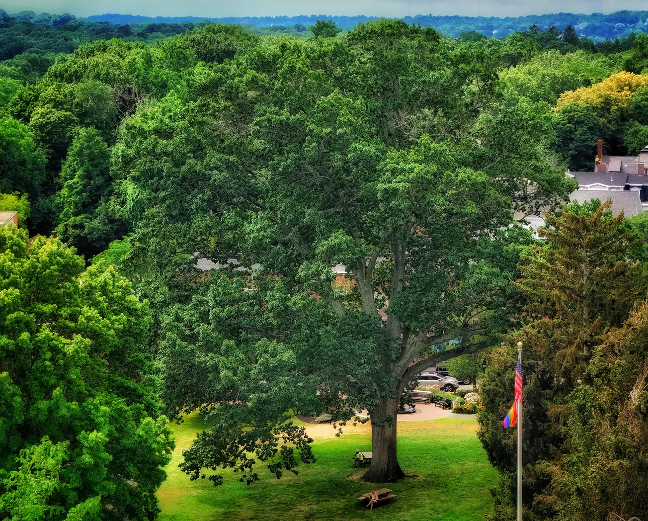 Winchester’s tree canopy shrinks despite climate warnings, studies galore