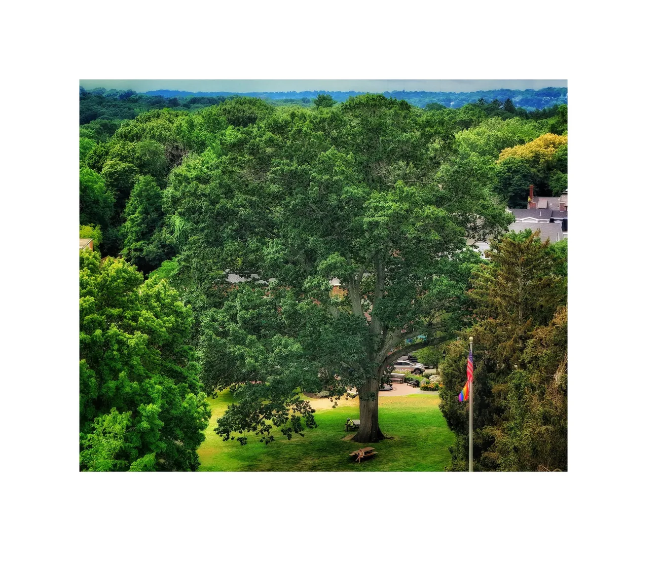 Winchester’s tree canopy shrinks despite climate warnings, studies galore