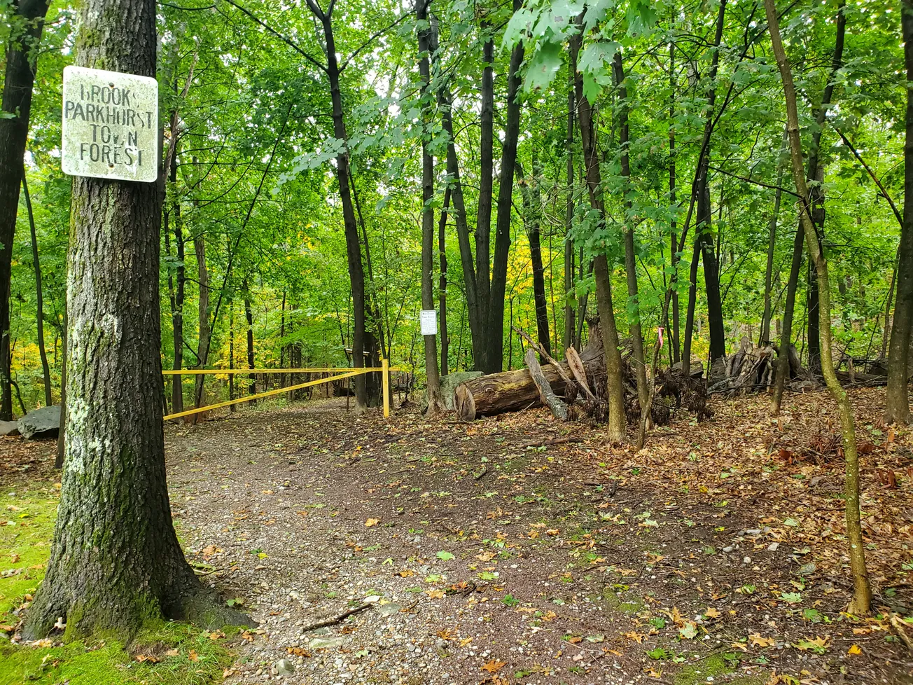 Extensive stewardship plan to guide Winchester Town Forest for next decade