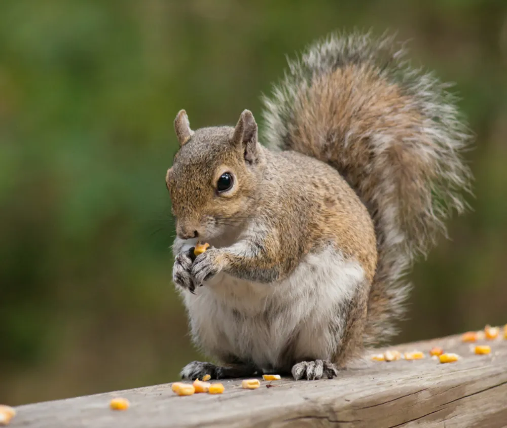 The return of the winter paunch is nothing to worry about — Just ask any squirrel
