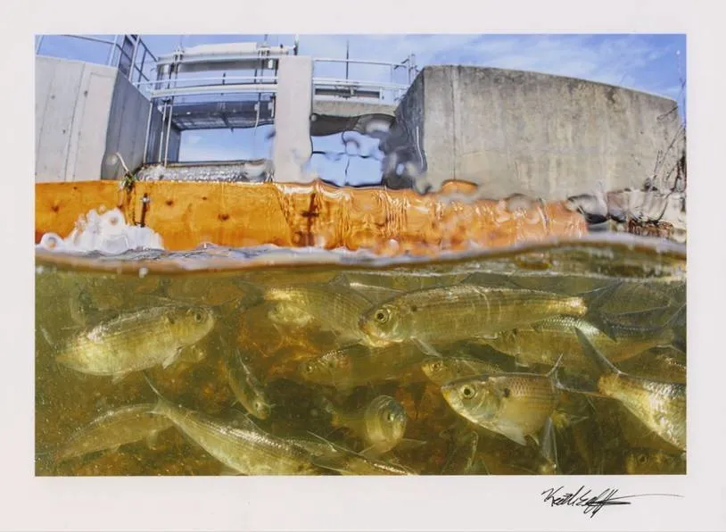 Construction funding secured for Horn Pond fish passage